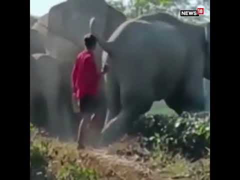 Elephant-Man Conflict Video Has Shocked The Internet | #Shorts #ViralVideo | Animal Video \ News18