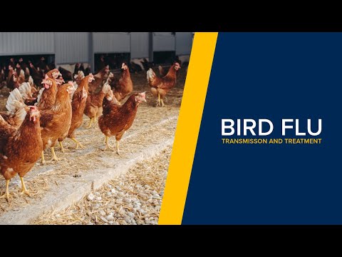 Bird Flu in Humans: Transmission, Symptoms and Treatment of Avian Influenza (H5N1)