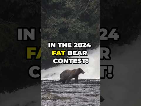 Grazer&#039;s Epic Comeback: Triumph Over Tragedy in 2024 Fat Bear Contest