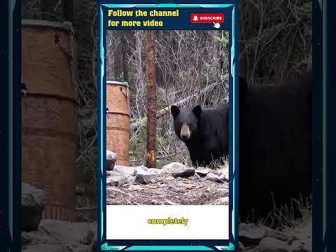 Wildlife: Hunters&#039; Triumph Over Black Bears #shorts #worlddiscovery