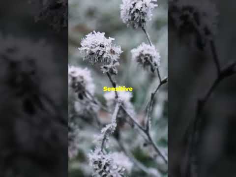 Freeze Warning &amp; Frost Advisory: FL/GA Counties Brace for Cold Weekend!